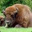 Wisent