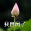 街边一只鸟