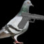 Pigeon