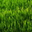 TouchGrass