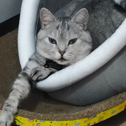 骑八十岁奶奶过马路