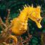 Seahorse Swimming