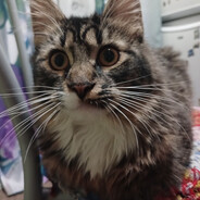 прыгай, дура!