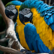 LilMacaw