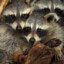 3 Raccoons in a Trenchcoat