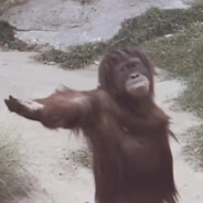 我不是m别抽我了