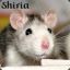 Shiria
