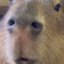 Capybara