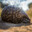 Rollover Pangolin