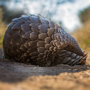 Rollover Pangolin