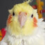 THE_PARROT