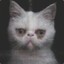 white_sad_cat.