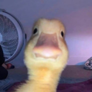 ArkadeTheDuck