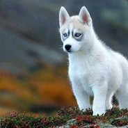 JON KOKE - steam id 76561198341287777