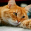 Klodia_meow