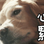 小金毛的饲养员