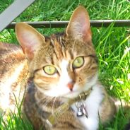 Tabbycat