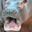 HIPPO