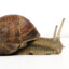 Snail