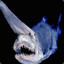 The Goblin Shark