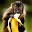 Monkey eating banana