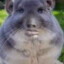 Puste_pudlo