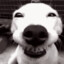 refreshed_dog