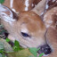 deer 5