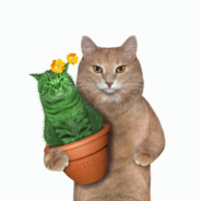 піріліпіпід