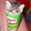 Pingle Cat