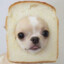 toastdogg