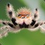 A Googly-Eyed Spider
