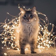 ✪Accelerator_Vaca✪