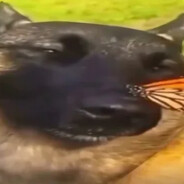 .