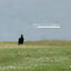 australian magpie