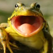 Kingoffrogs