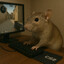 ch1nchilla