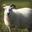 Alpha Sheep