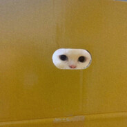 老猫在阿根廷！！