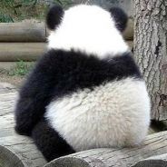 Sexy Panda