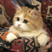 世间难有常青树