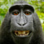 Monkey|
