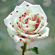 ；‘；’；‘；’；‘