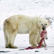 Polar Bear