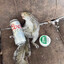 Squirrelamious Zynthia IV
