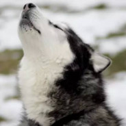 WolfKing