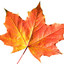 one Autumn Leaf