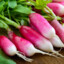 Radish