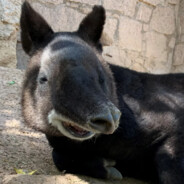 tapir