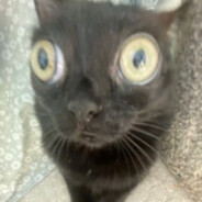 данил колбасенко